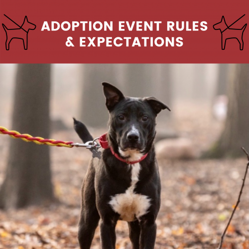 dogstar-adoption-eventrules