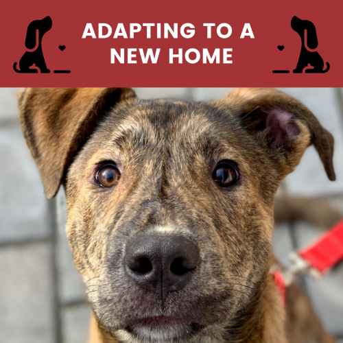 10 tips newly adopted dog
