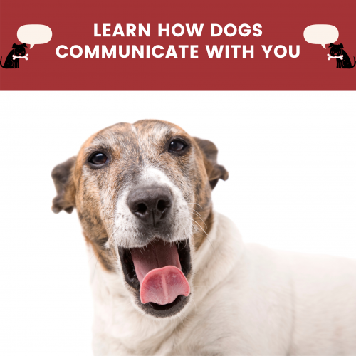 dog language