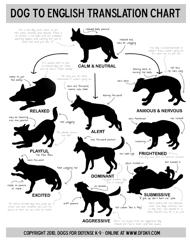 dog translation chart