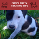 puppy potty training