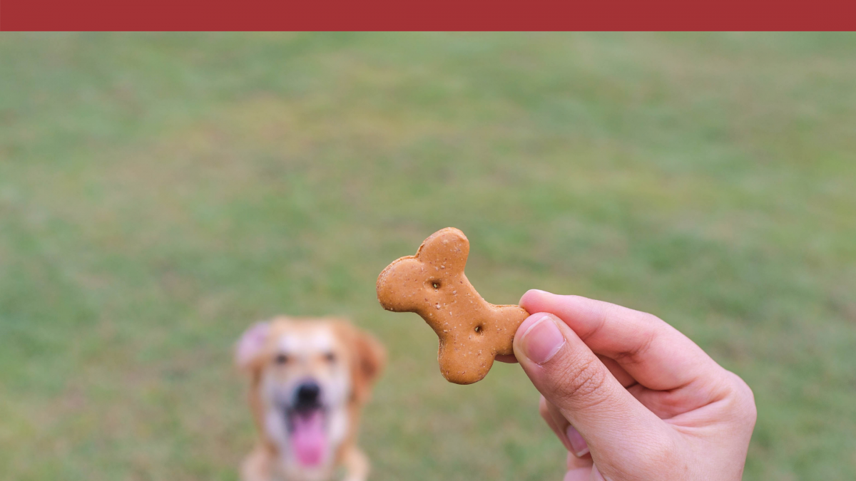 why dogs trainers use food