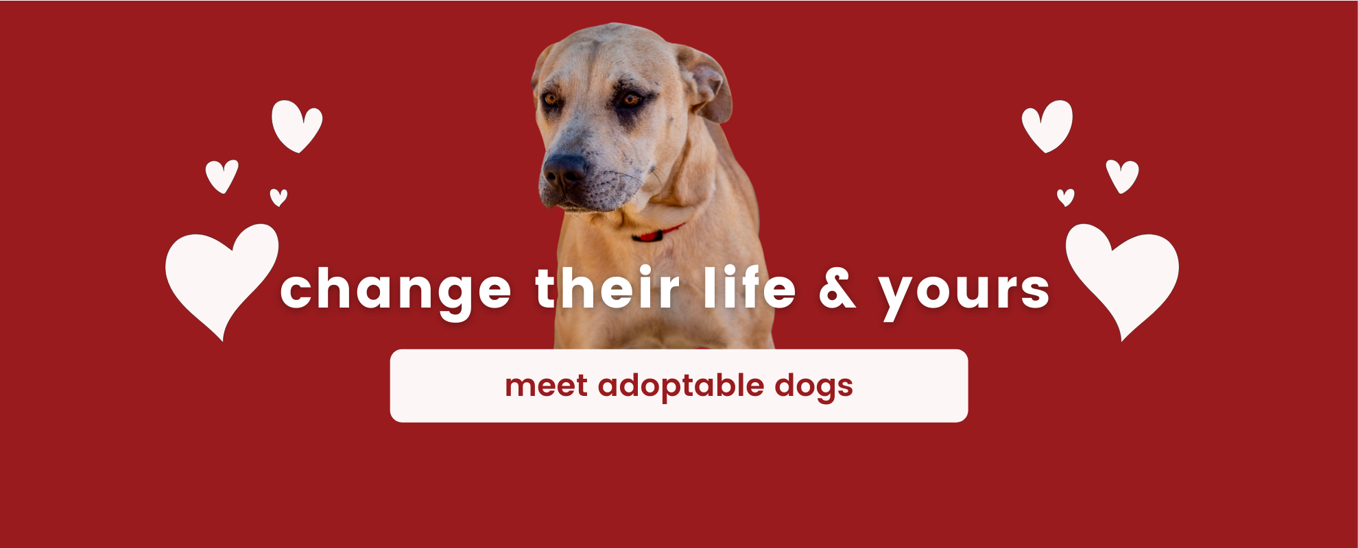 adoption banner