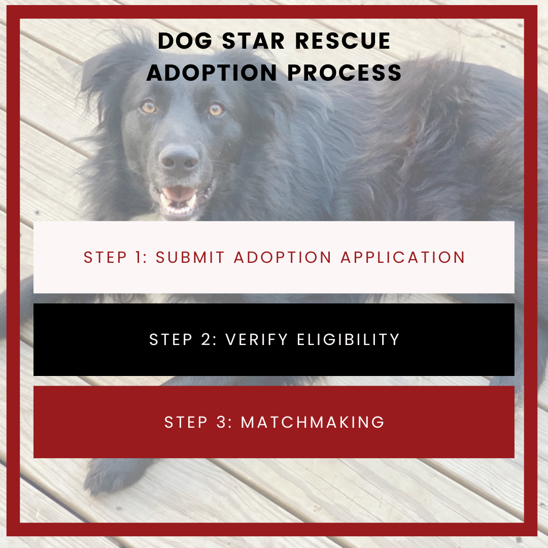 Rescue Dog Adoption | Dog Rescue Hartford CT | Dog Star Rescue