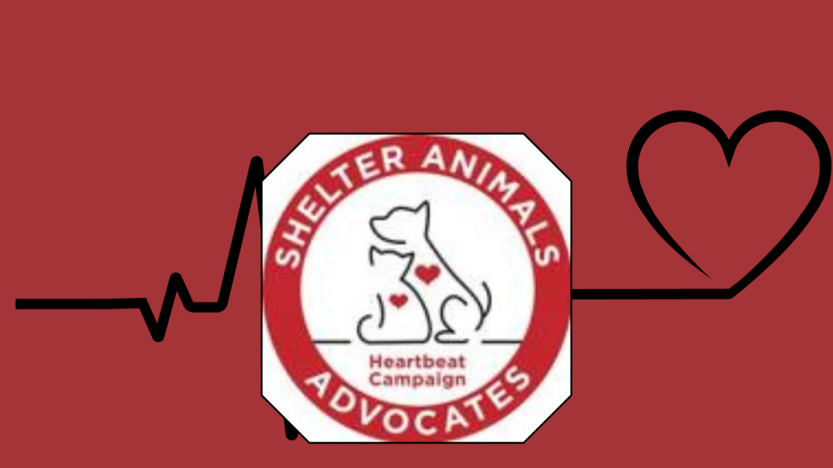 shelter animal advocates