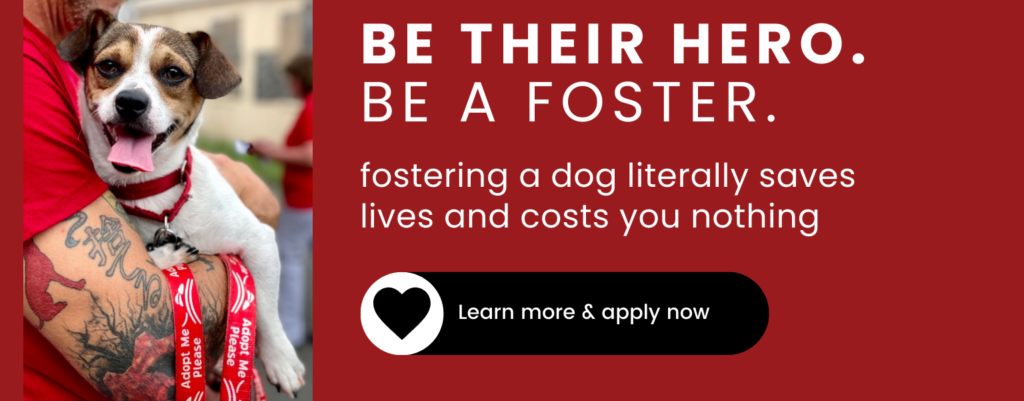 learn more and apply to foster