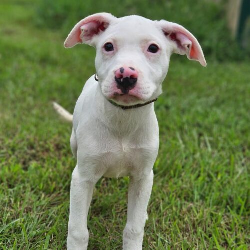 Music Bingo Bloomfield CT CT Fundraiser Dog Star Rescue