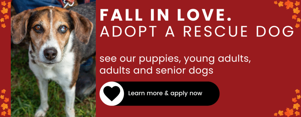Adopt a rescue dog in CT