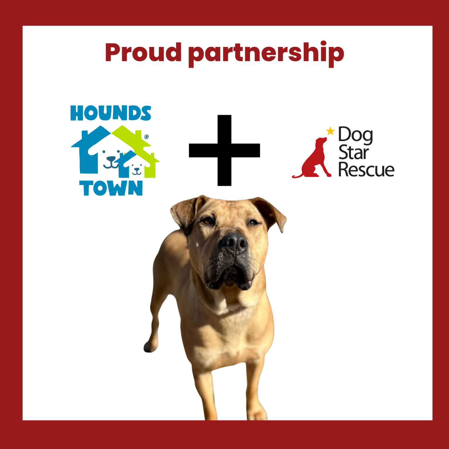 Houndstown Hartford Partnership | CT Rescue | Dog Star Rescue